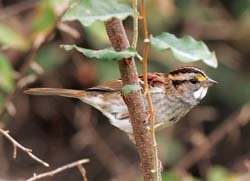 White-throated Sparrow